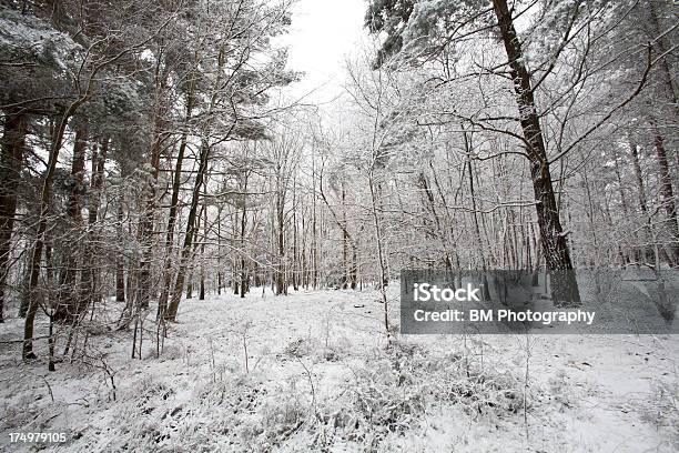Foto de Winter Scene e mais fotos de stock de Branco - Branco, Brilhante - Luminosidade, Cena de tranquilidade