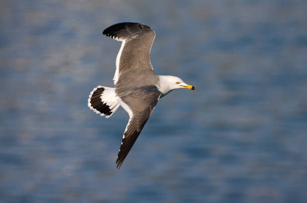 istock Black-tailed Gull, Zwartstaartmeeuw, Larus crassirostris 1749791106