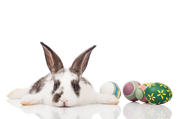 Lapin de Pâques - Photo