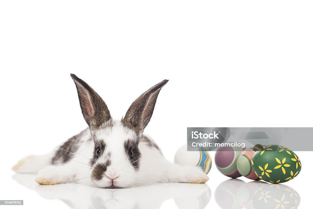Coniglietto di Pasqua - Foto stock royalty-free di Coniglietto di Pasqua