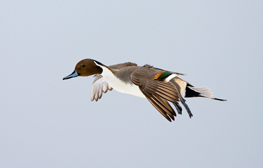 Northern Pintail male flying; Pijlstaart man vliegend