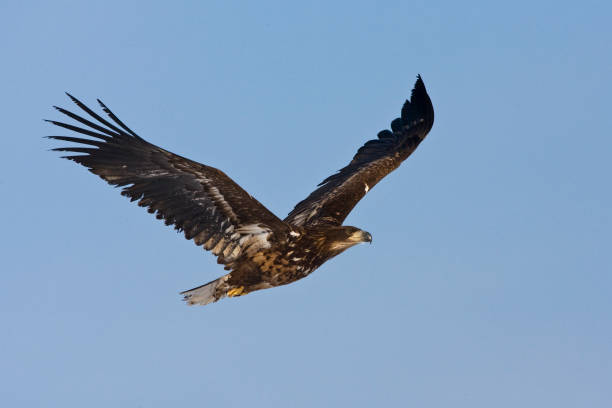 istock Zeearend volwassen; White-tailed Eagle adult 1749791629