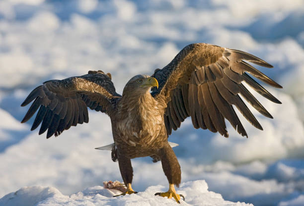 istock Zeearend volwassen; White-tailed Eagle adult 1749791715