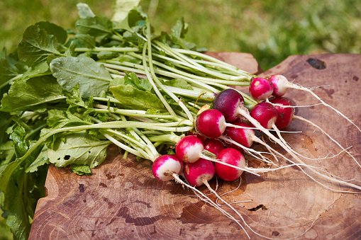 Bunch of fresh red and white radish. Early spring vegetable for salads, full of vitamin and nutritions, ideal like healthy dietary supplement after long winter.