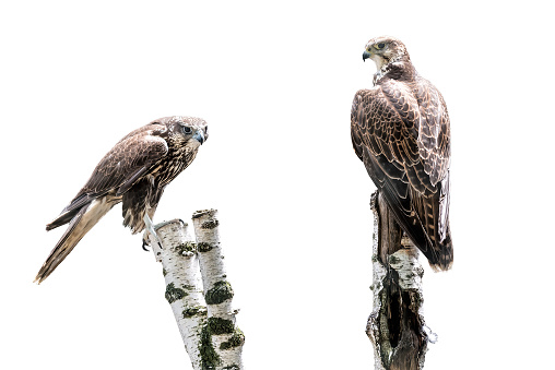 Portrait of two Saker falcon sitting on birch log isolated on white background
