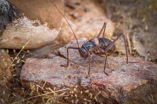 A grasshopper ( Acanthoplus Discoidalis), Damaraland, Namibia.  Horizontal.