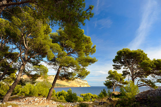istock Pine Trees at French Riviera 174979231
