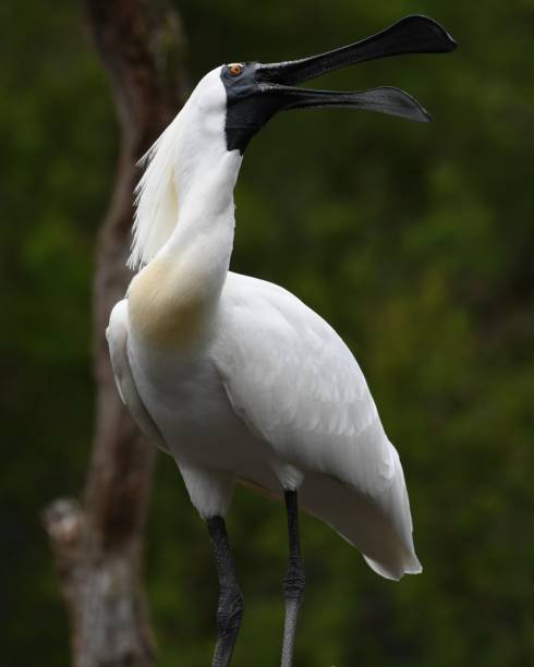 검은 얼굴 저어새 - black faced spoonbill 뉴스 사진 이미지