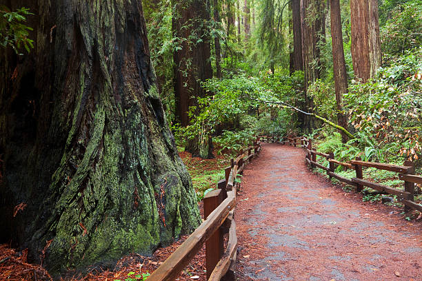 istock Giant Redwood and Path in John Muir Woods 174979241