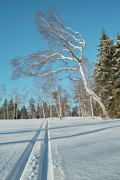 ユキコ冬の風景、クロスカントリートラックにブラックの森 - cross country skiing black forest germany winter ストックフォトと画像