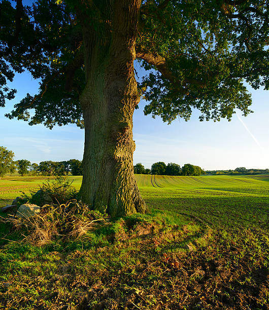 antigua roble en campo paisaje al atardecer - branch solitary tree oak tree seed fotografías e imágenes de stock