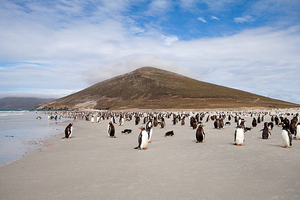 gentoo pinguine am strand, falklandinseln - penguin colony nobody horizontal stock-fotos und bilder