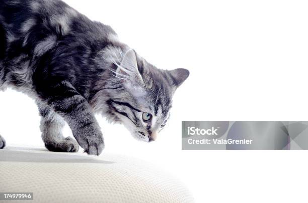 Kociak Patrząc W Górę Podczas Spaceru Na Kał - zdjęcia stockowe i więcej obrazów Kociak - Kociak, Pręgowany kot, Antycypacja