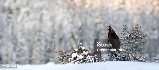 Foto de Golden Eagle Na Vida Selvagem e mais fotos de stock de Águia-real - Águia-real, Animal, Animal selvagem