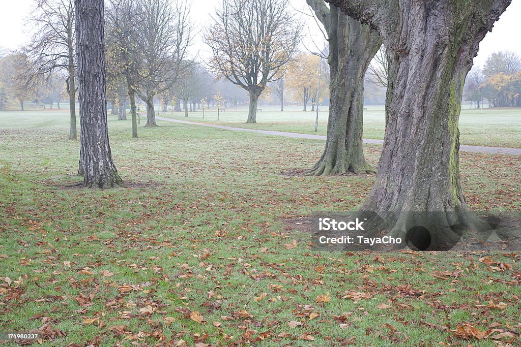 Dojrzałe drzew w parku - Zbiór zdjęć royalty-free (Bez ludzi)