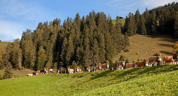 소, 꽃 장식 걷기 침울 산 - switzerland cow bell agricultural fair agriculture 뉴스 사진 이미지