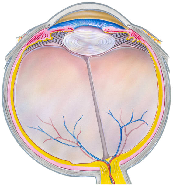 ilustrações de stock, clip art, desenhos animados e ícones de olho-secção horizontal - macular degeneration