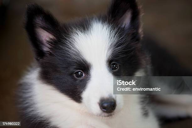 Photo libre de droit de Mignon Chiot Border Collie banque d'images et plus d'images libres de droit de Animaux de compagnie - Animaux de compagnie, Blanc, Border Collie