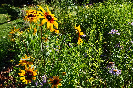 Rudbeckia plant genus in the Asteraceae or composite family. Rudbeckia flowers feature a prominent, raised central disc in black, brown shades. Coneflowers and black-eyed-susans. Yellow or gold flower