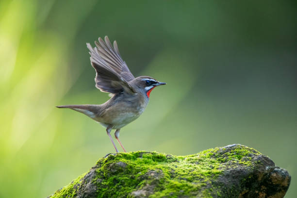 rubinowe syberyjskie (luscinia calliope) - flyway zdjęcia i obrazy z banku zdjęć