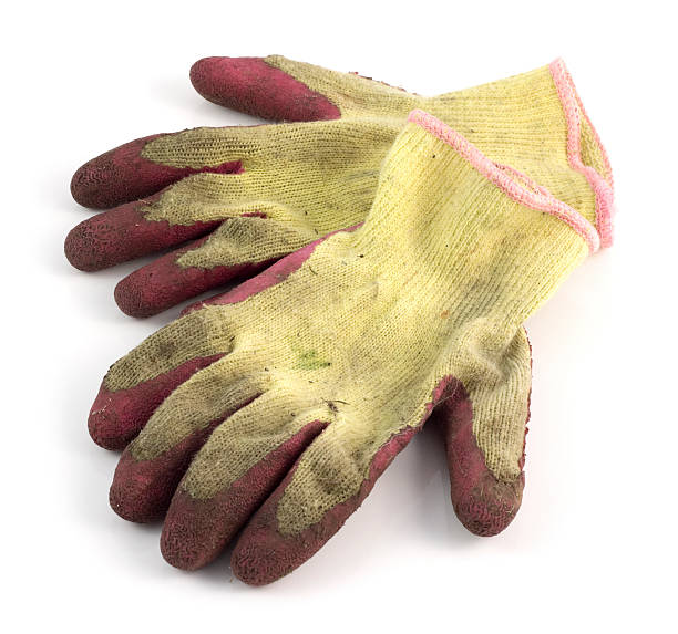 istock Well used ladies gardening gloves 174980404