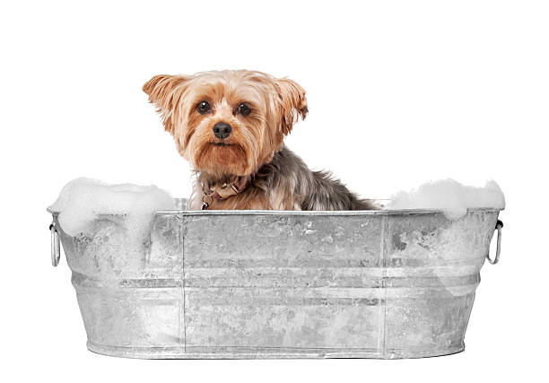 Dog Grooming Dog Bath - Please see my portfolio for other pet related images. dog grooming stock pictures, royalty-free photos & images