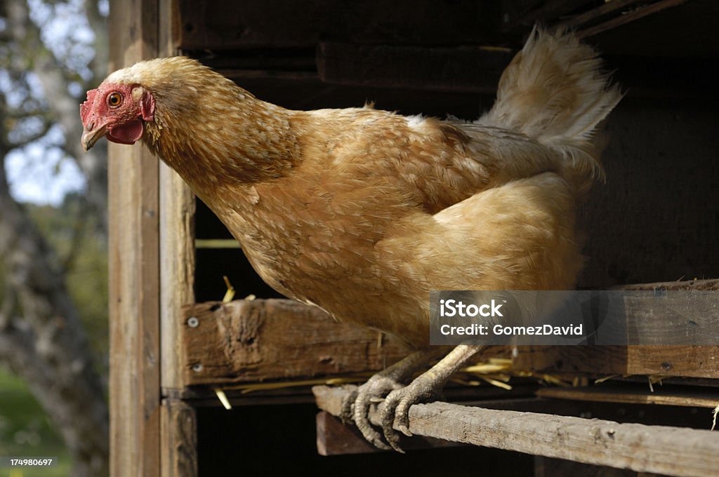 Lone Rhode Island Red Hen Roosting vicino all'Area di nidificazione - Foto stock royalty-free di Ambientazione esterna