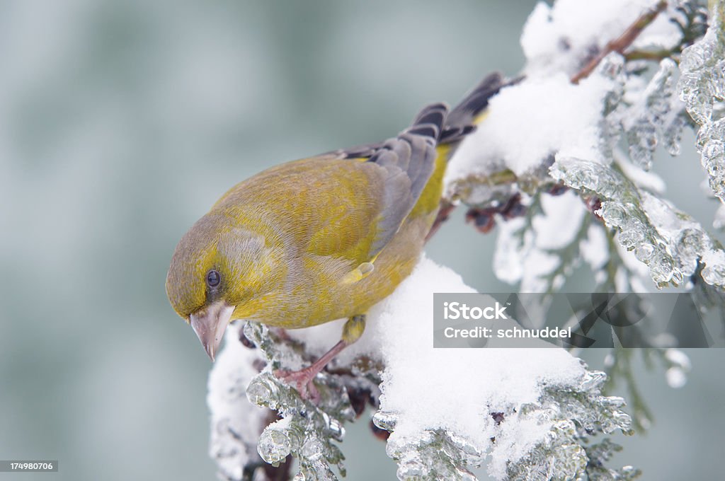 Greenfinch на замороженный В�еточка - Стоковые фото Ёлочная ветка роялти-фри