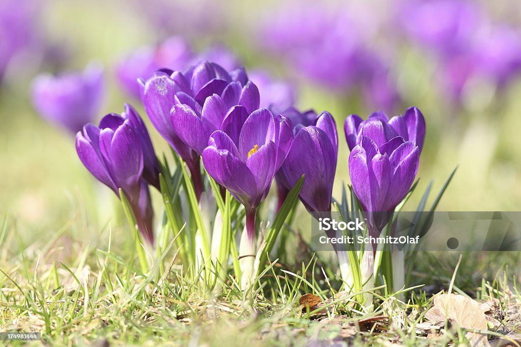 Wiosna z kwitnących fioletowy Krokus longiflorus na zielony Łąka - Zbiór zdjęć royalty-free (Bez ludzi)