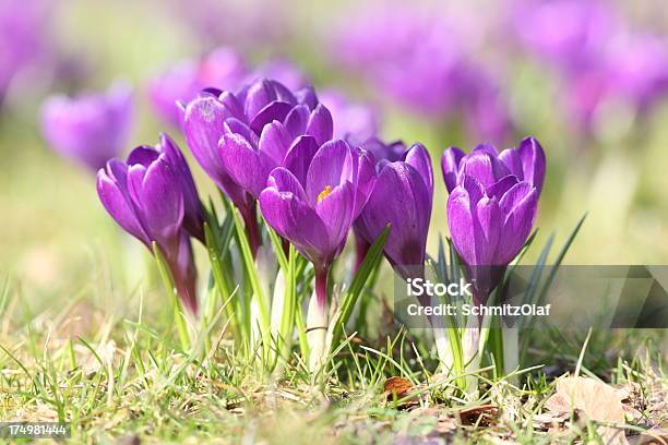 Wiosna Z Kwitnących Fioletowy Krokus Longiflorus Na Zielony Łąka - zdjęcia stockowe i więcej obrazów Bez ludzi