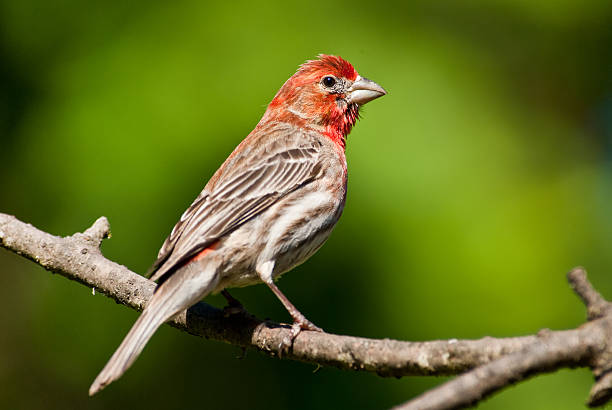 istock Male House Finch 174981719