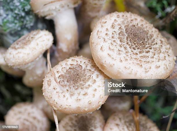 ハチミツ菌armillaria Mellea - オランダのストックフォトや画像を多数ご用意 - オランダ, キノコ, クローズアップ