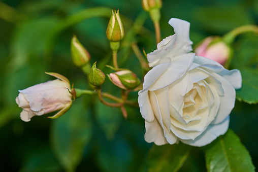 Beautiful rose in my garden