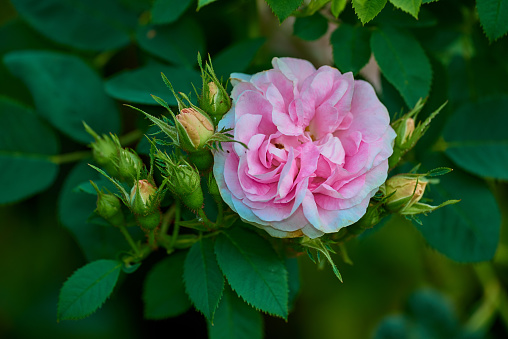 pink rose bush closeup on field background