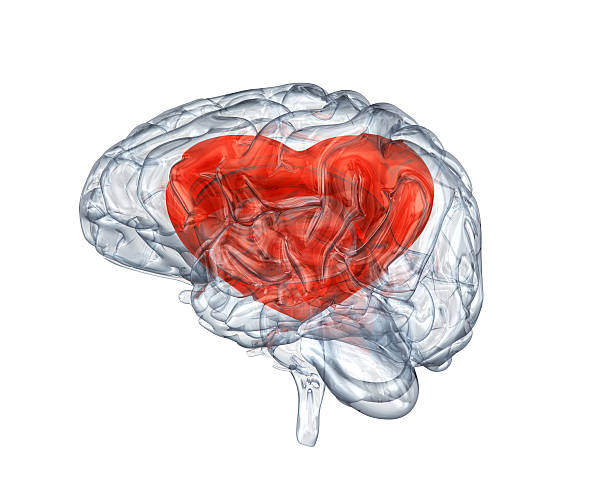 Brain with heart  within stock photo