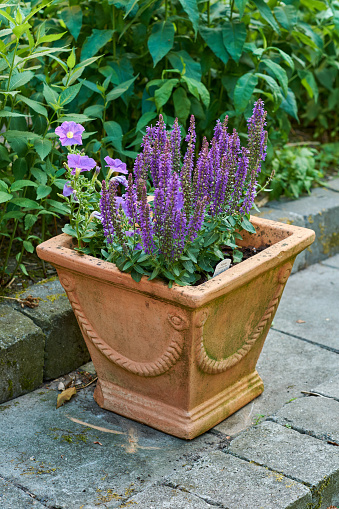A flower pot in the garden