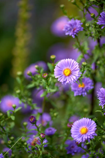 istock Beautiful flowers in my garden 1749820409