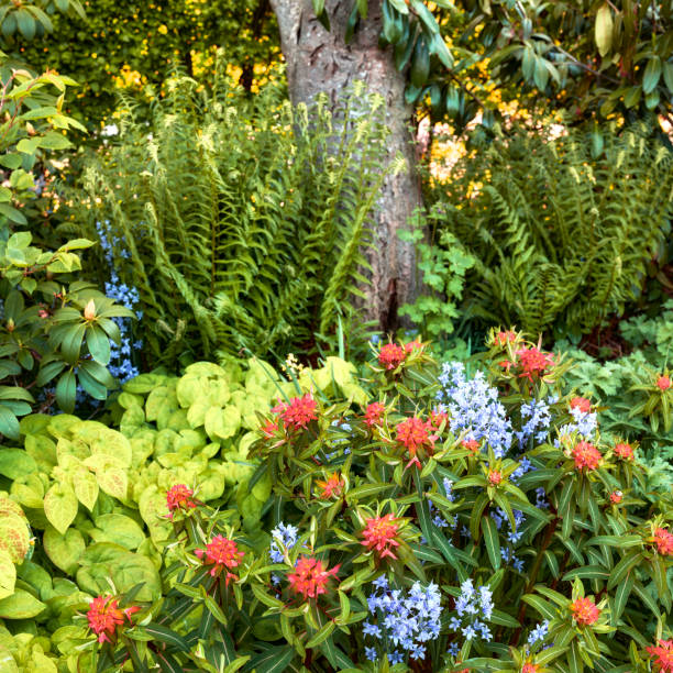 A series of beautiful garden photos