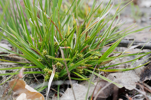 De dwergzegge (Carex oederi subsp. oederi, synoniemen: Carex serotina, Carex viridula subsp. viridula, Carex scandinavica) is een overblijvend kruid dat behoort tot de cypergrassenfamilie (Cyperaceae) en wordt vaak verward met de geelgroene zegge. De soort staat op de Nederlandse Rode lijst van planten als algemeen voorkomend en stabiel of toegenomen. De plant komt van nature voor in Europa en Noord-Amerika. \nDe plant wordt 5-30 cm hoog en vormt dichte polletjes. De stengels zijn rechtopstaand, glad en stomp driekantig. De gootvormige bladeren zijn 1-2 mm breed. De onderste bladscheden zijn strokleurig, lichtbeige of wit. \nHabitat: Dwergzegge komt voor op natte, zoete tot brakke, matig voedselrijke grond vooral in duinvalleien en op groene stranden. \nFlowering Season: De hoofdbloei van de dwergzegge valt in mei, juni en juli. In augustus, september en oktober komen ook bloeiende planten voor.\nDistribution: De plant komt van nature voor in Europa en Noord-Amerika (source Wikipedia).