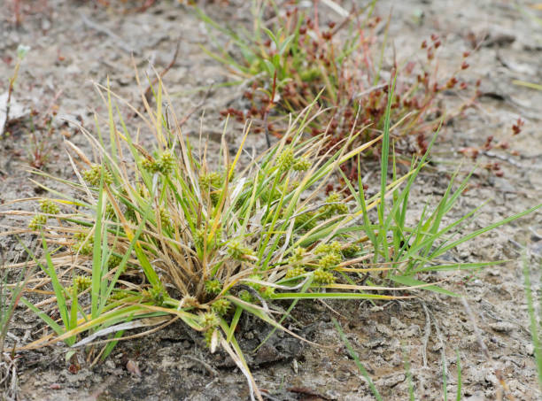 turzyca karłowata (carex oederi) - carex zdjęcia i obrazy z banku zdjęć