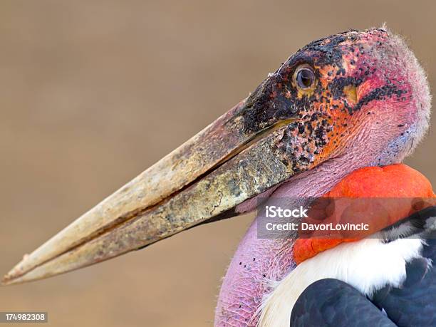 Marabou Stork Stock Photo - Download Image Now - Marabou Stork, Bird, Ugliness