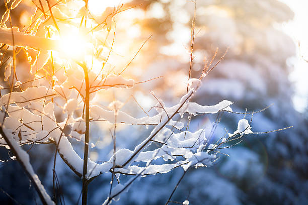 istock Winter sunset - Snow on the Branch Nature Background 174982573