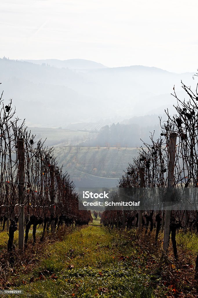 Vigneto in autunno Foresta nera - Foto stock royalty-free di Agricoltura