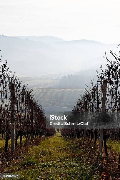 Vigneto In Autunno Foresta Nera - Fotografie stock e altre immagini di Agricoltura - Agricoltura, Ambientazione esterna, Autunno