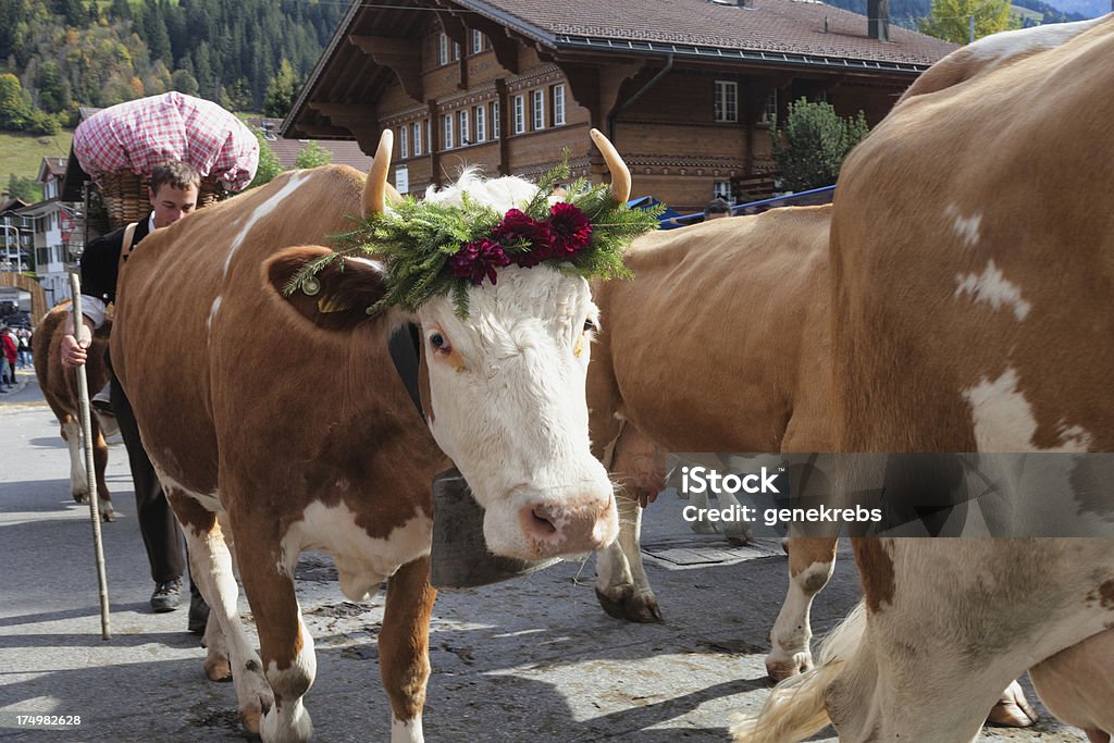 Simmental 牛に面したカメラの Aelplerfest パレード - ウシのロイヤリティフリーストックフォト