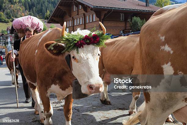 Simmental 牛に面したカメラの Aelplerfest パレード - ウシのストックフォトや画像を多数ご用意 - ウシ, カメラ目線, カラー画像