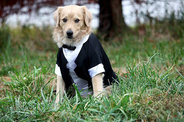 Groom Dog Funny look. dog tuxedo stock pictures, royalty-free photos & images