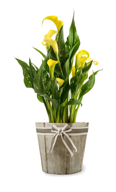 planta de cala amarilla en florero - alcatraz planta fotografías e imágenes de stock
