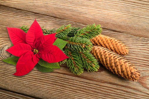 Spruce branch with cone and poisettia flower on wood background