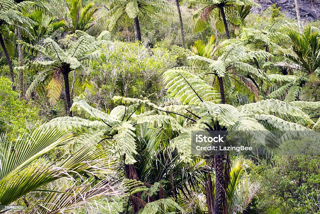 Nativo Punga Árvore & Nikau Bush fundo, Nova Zelândia - Royalty-free Abstrato Foto de stock